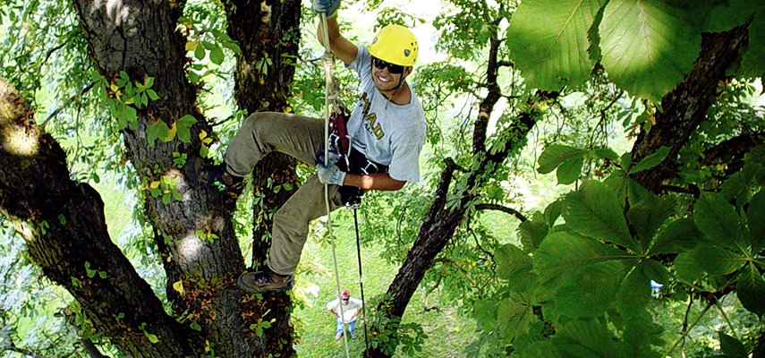 Action Alert Save Urban Forests Now American Forests >> Arboriculture Urban Forestry Action Alert Save Urban Forests Now American Forests >> Arboriculture Urban Forestry