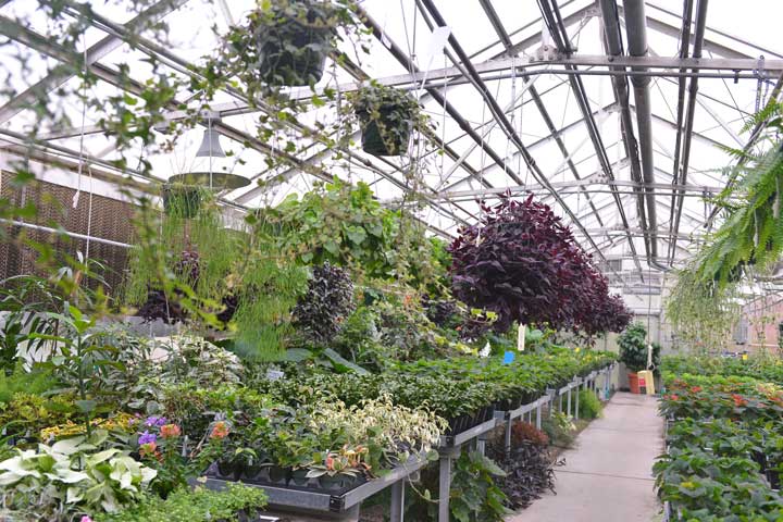 Wide variety of plants growing inside the greenhouse