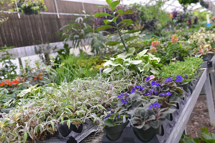 A wide variety of plants growing inside the Greenhouse