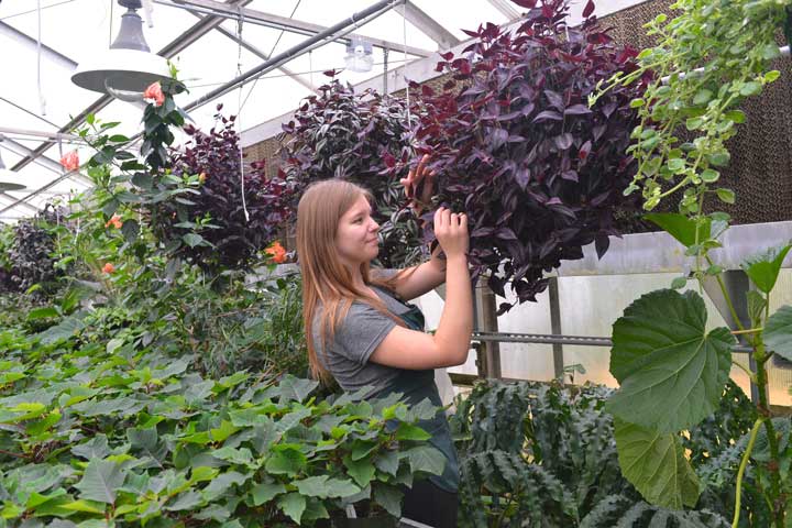 Horticulturist attending to plants in the Greenhouse