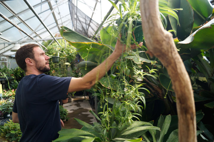 Horticulturist tending to plants in Greenhouse