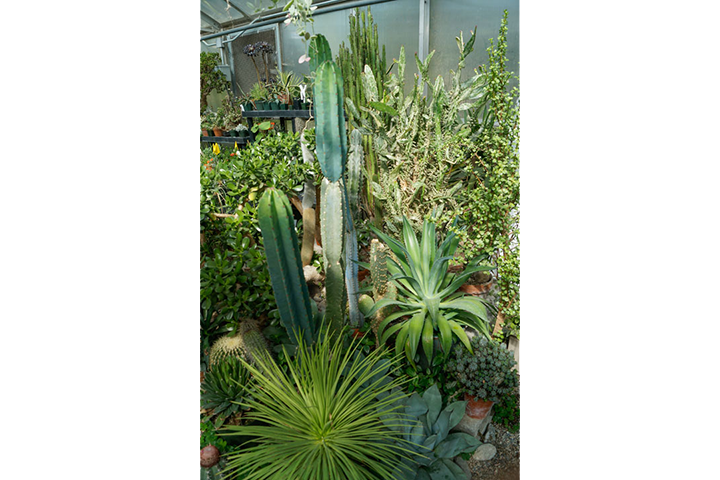 Cacti varieties growing in Greenhouse