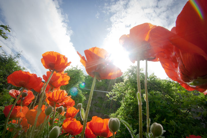 Poppies in bloom outside of the Greenhouse