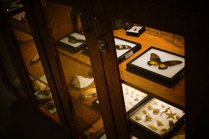 Display case filled with butterflies, seashells and bugs