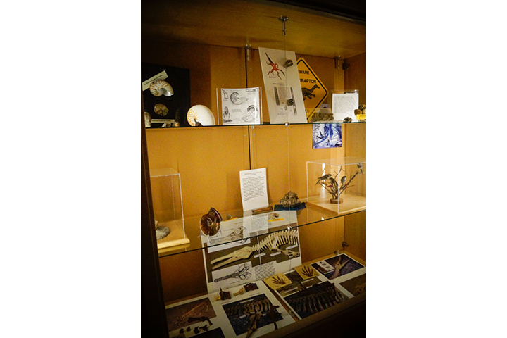 Display case with seashells and skeletons